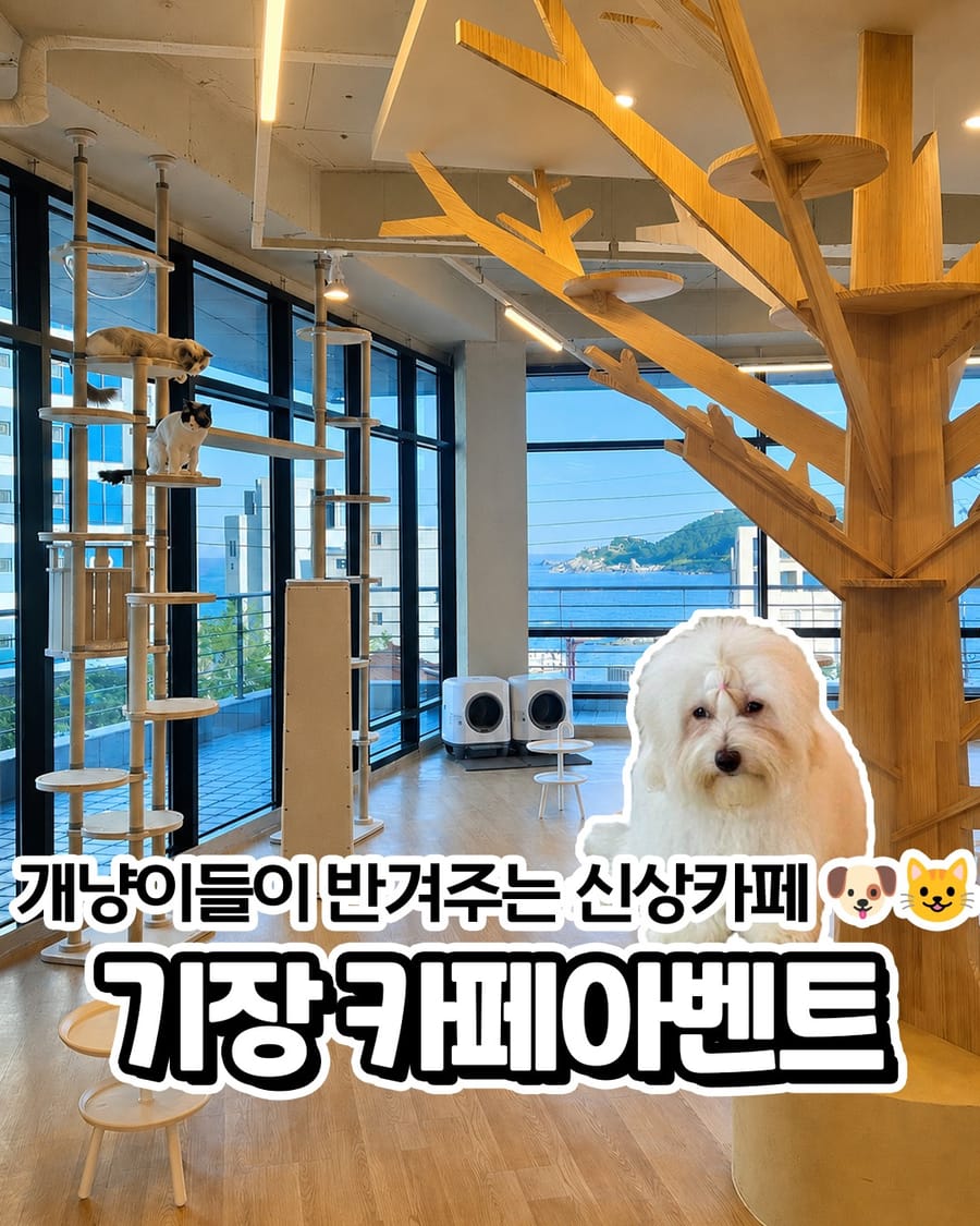 카페 아벤트 카페/디저트