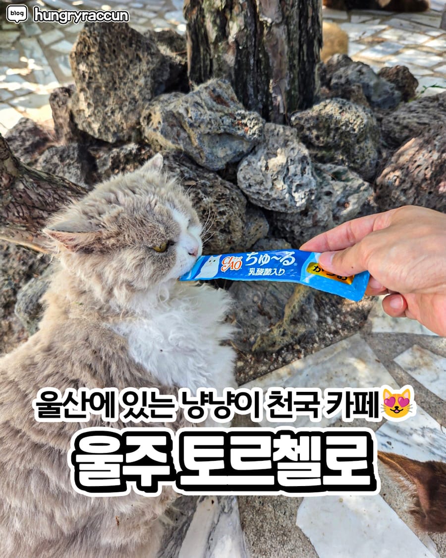 토르첼로 카페/디저트