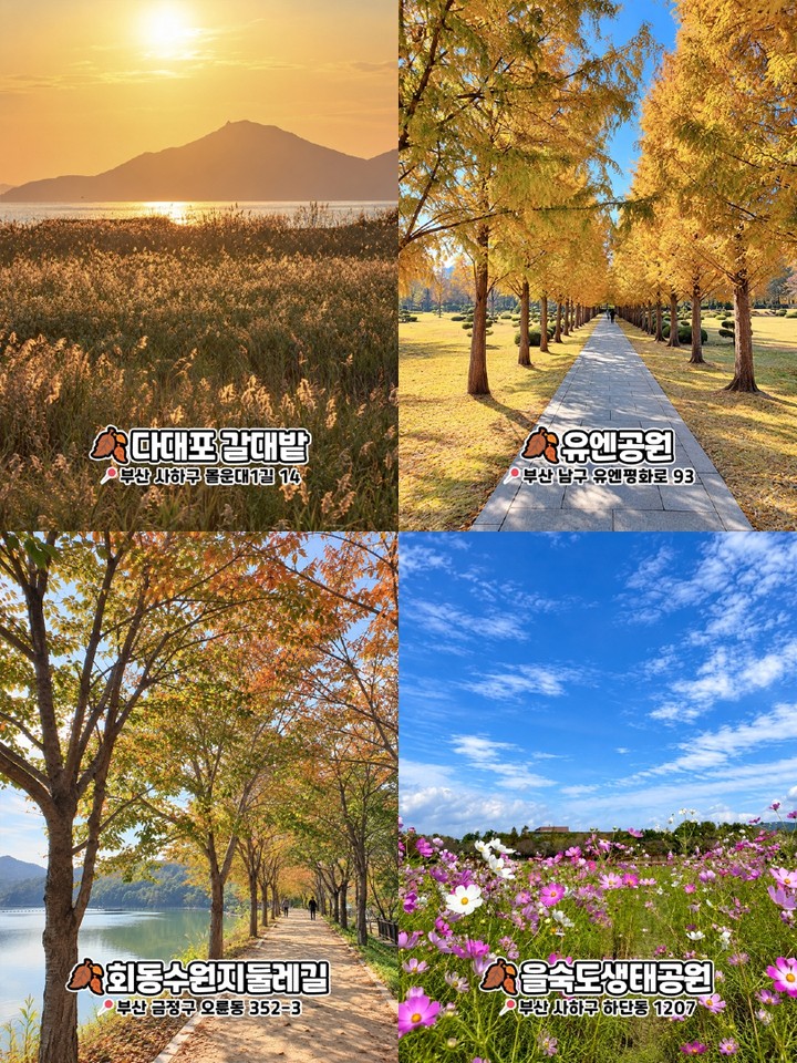 다대포 갈대밭