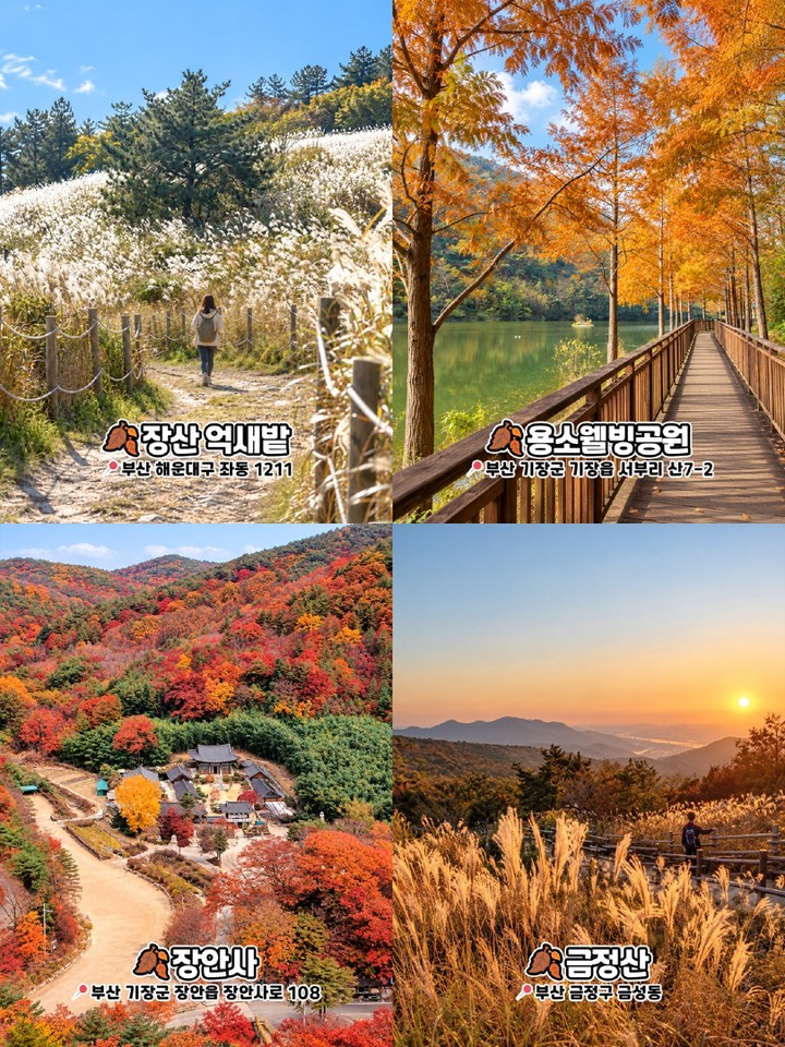 장산 억새밭