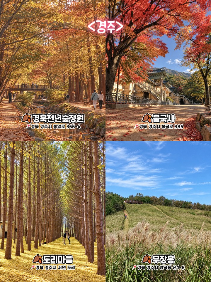 경주 가을 명소