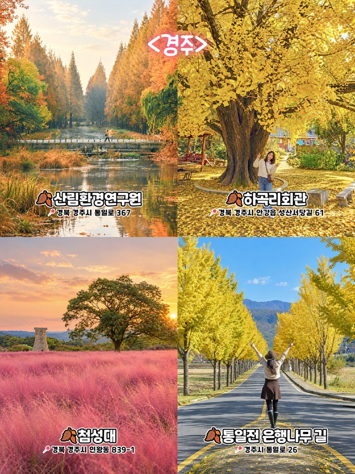 경주 가을 명소
