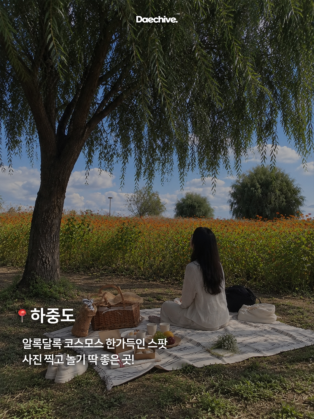하중도 코스모스밭 피크닉